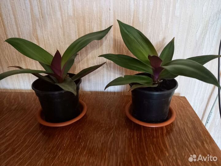 Комнатные цветы Рео