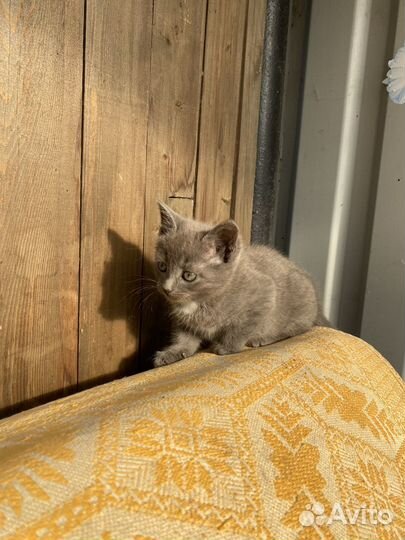 Котята в добрые руки девочка