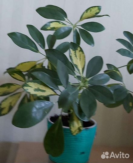 Комнатные растения