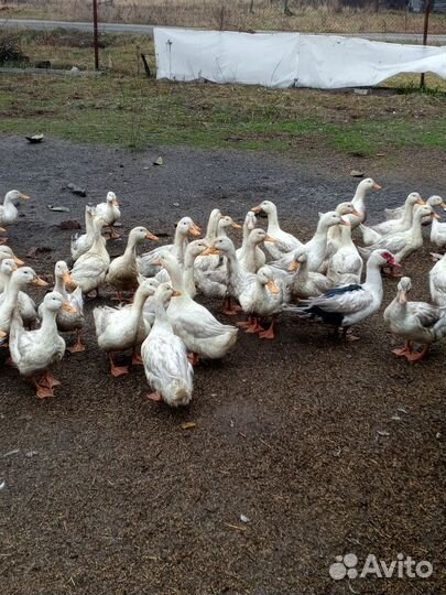 Гуси и утки