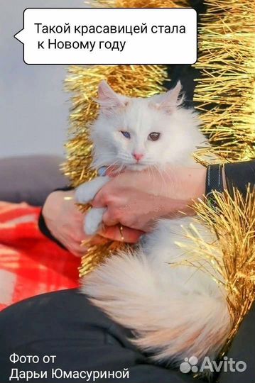 Кошка в дар