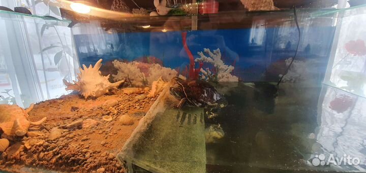 Аквариум-черепашник с красноухими черепахами