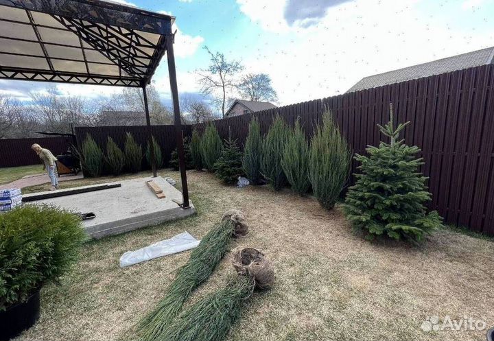 Можжевельник “Скайрокет” бесплатной доставкой