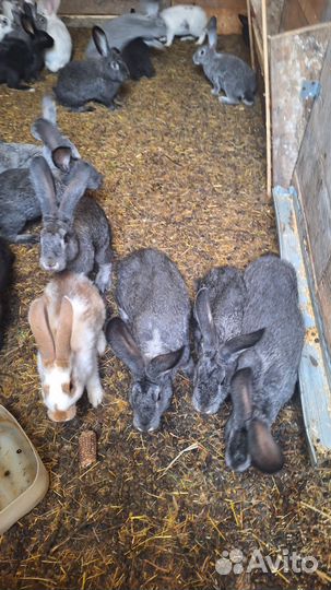 Продам кроликов цена договорная