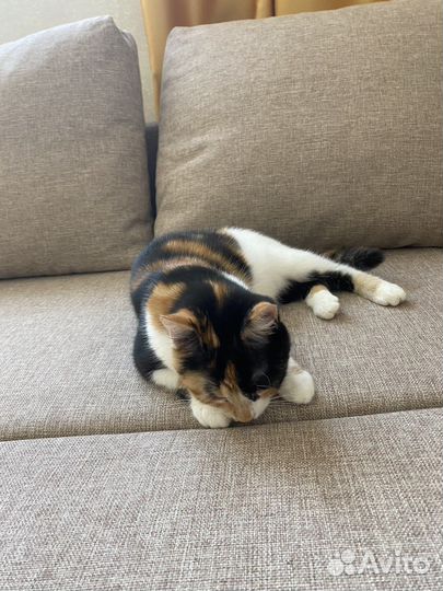 Домашние кошки