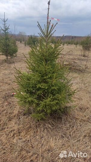 Ель обыкновенная