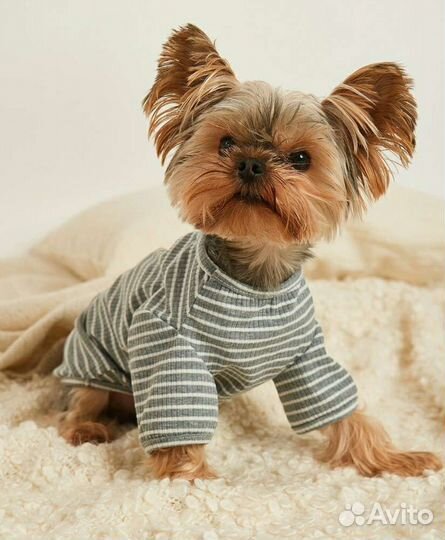 Одежда для собак