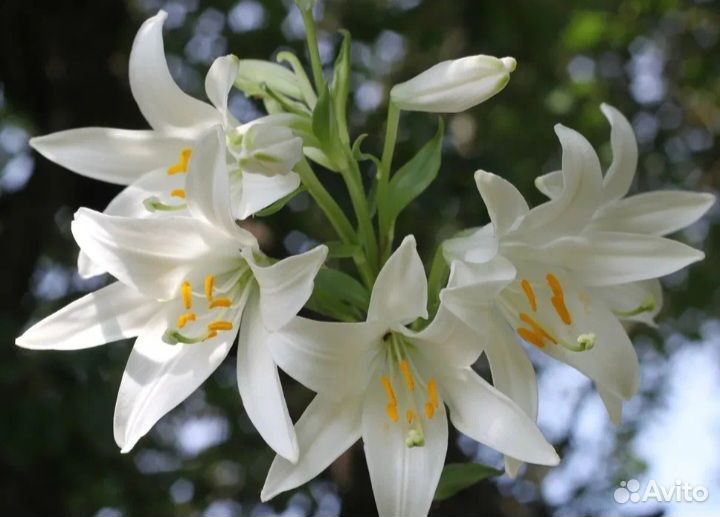 Лилия Мадонны