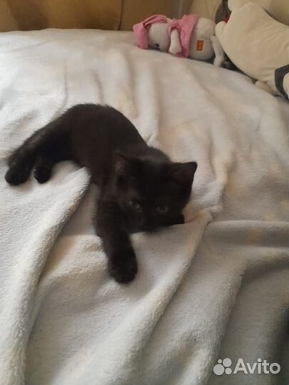 Отдам котенка в добрые руки