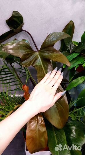 Филодендрон бронз,тортум,мартианум,голд,глориозум