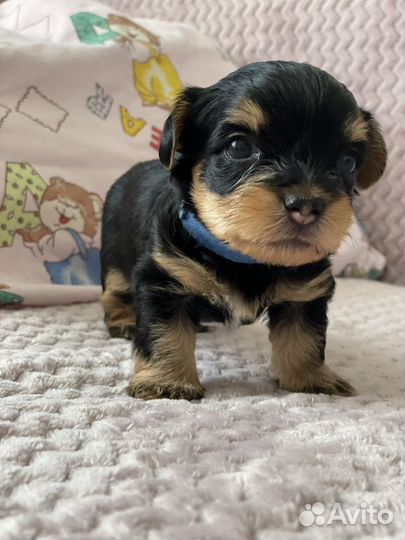 Йоркширский терьер мини щенки