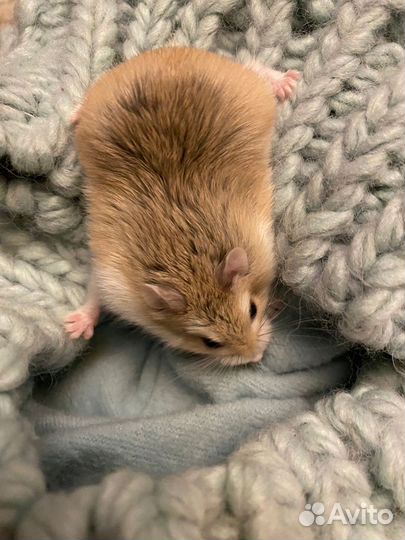 Хомяки Роборовского