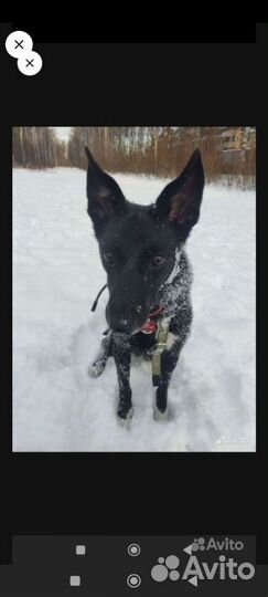 Собака в добрые руки