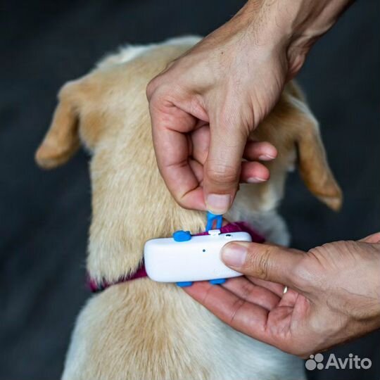 Gps tracker Ошейник