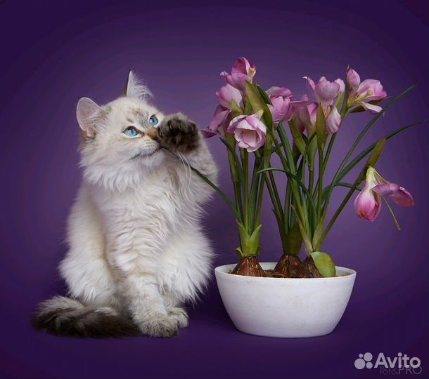 Невские котята