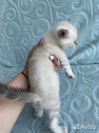 Шотландские котята