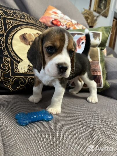 Щенки бигли