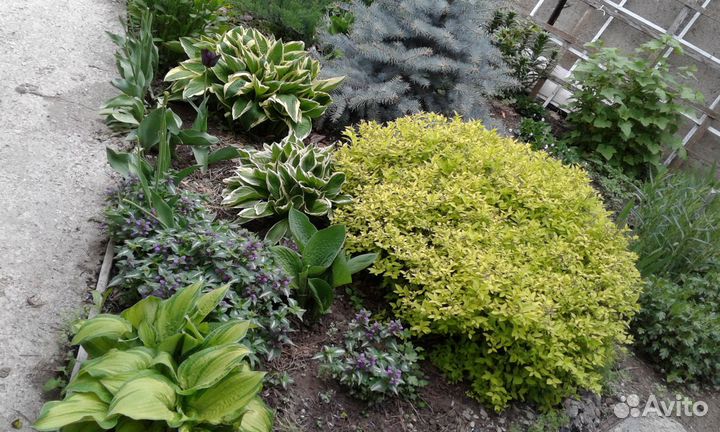 Садовые растения