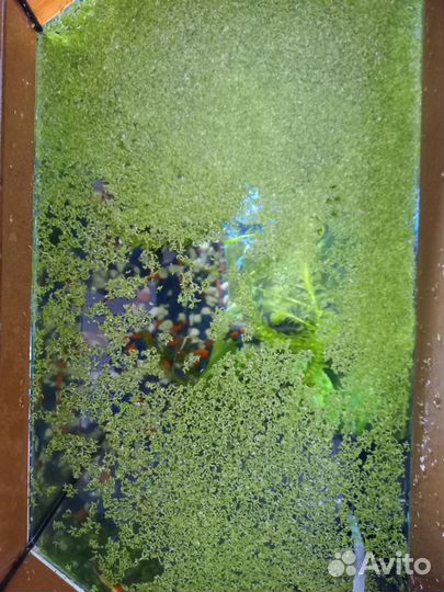 Ряска (аквариумное растение)
