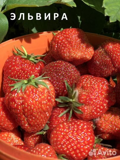 Рассада клубники. Рассада земляники