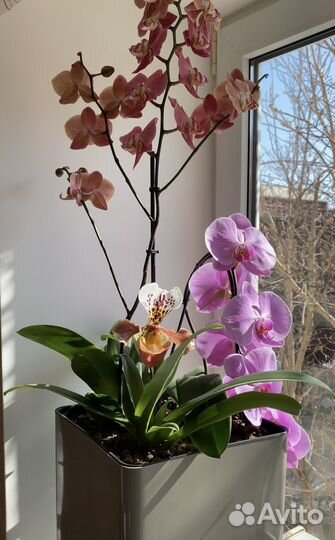 Орхидея