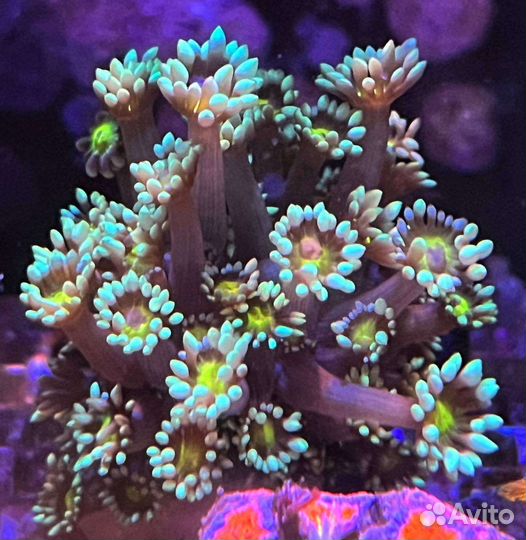 Живые кораллы