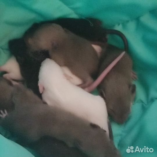 Декоративная крыса дамбо