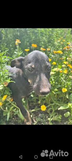 Кэнди хочет жить