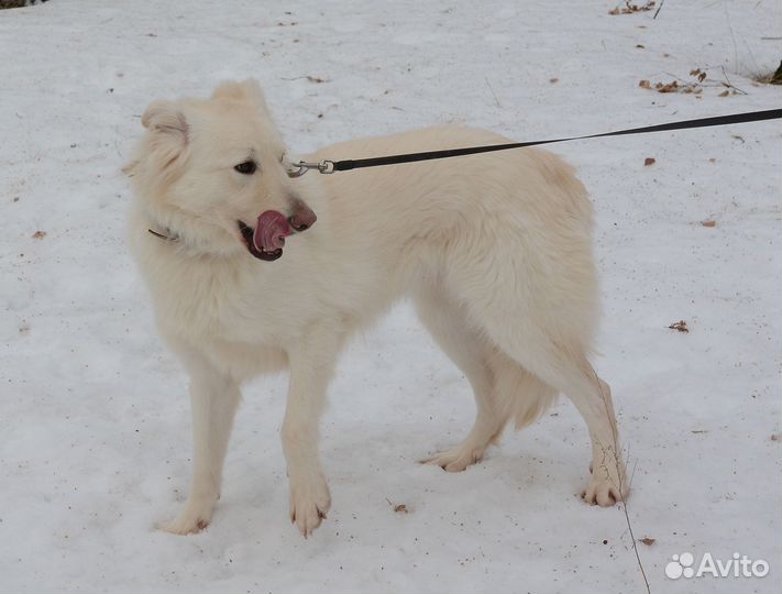 Умка ищет дом