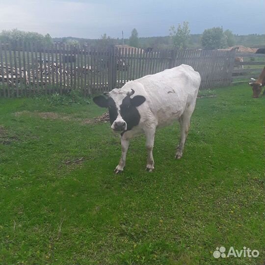 Коровы молочные
