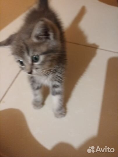 Котенок мальчик