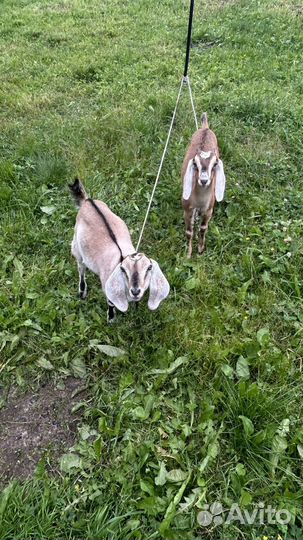 Нубийские козлята