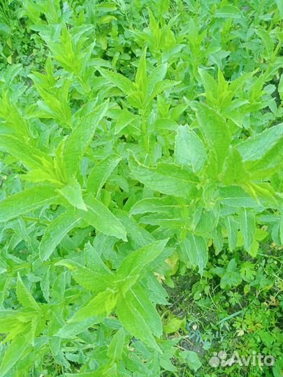 Мята перечная