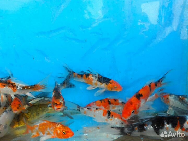 Малёк карпа Кои