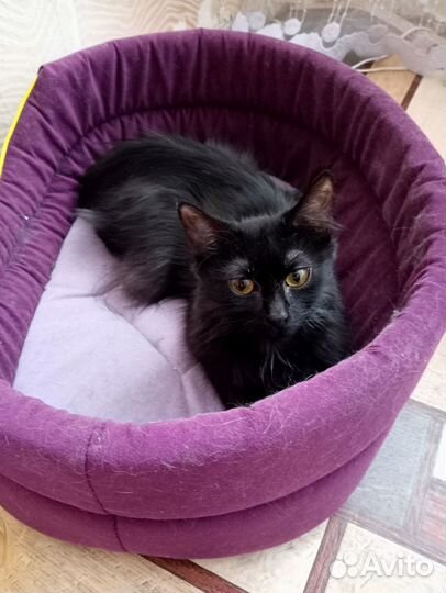 Черный котенок