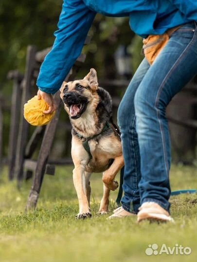 Молодая собака в добрый руки