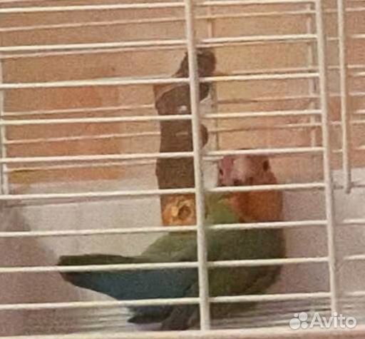 Продам самку неразлучника в пару или в стаю