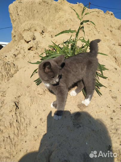 Котята мышеловы