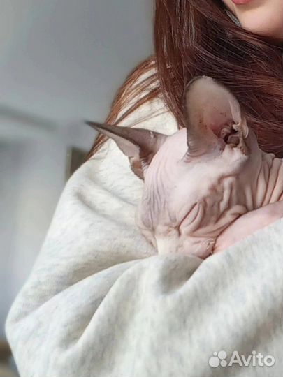 Кот сфинкс вязка