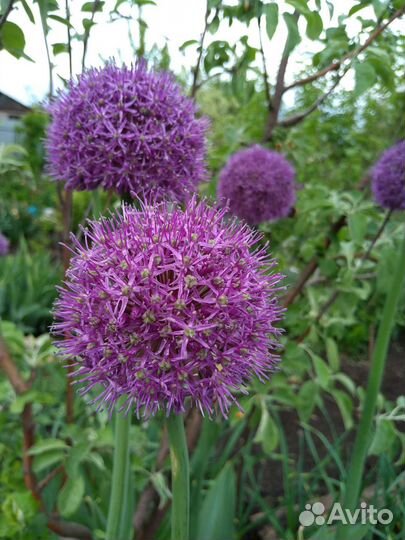 Декоративные луки и Орнитогалум