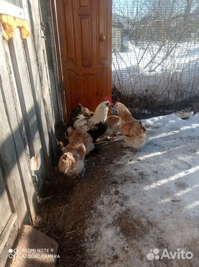Инкубационное яйцо