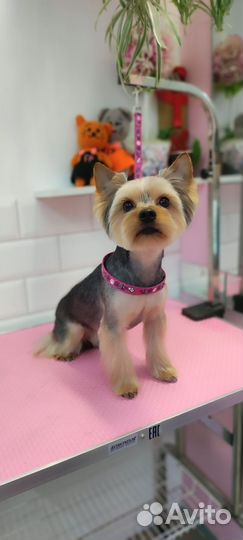 Стрижка собак (Бугры, Парнас,Мурино)