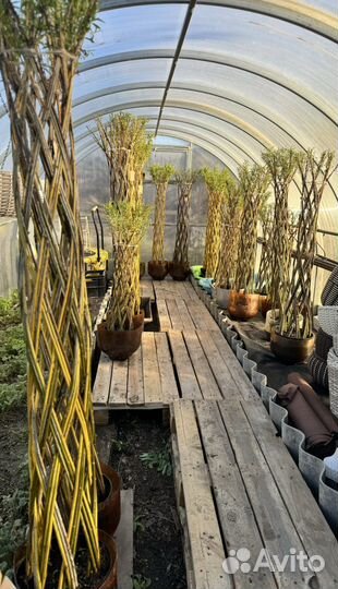 Пальма ивовая живая