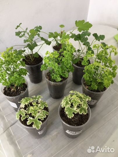 Сортовая душистая пеларгония