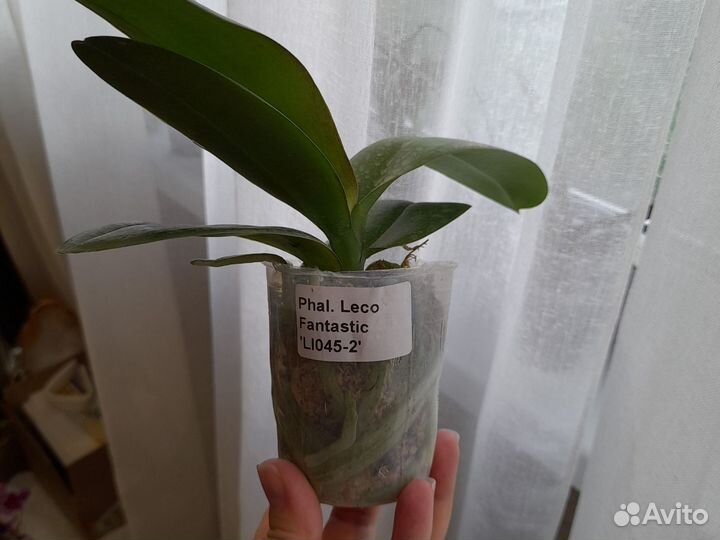 Орхидея фаленопсис Леко фантастик