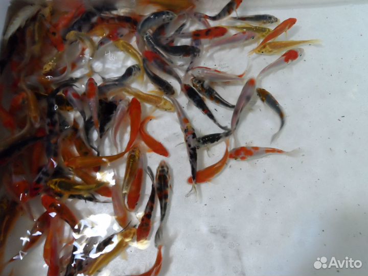 Малёк карпа Кои