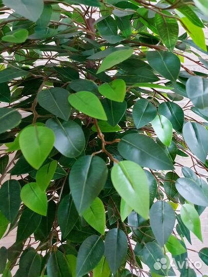 Искусственное дерево фикус