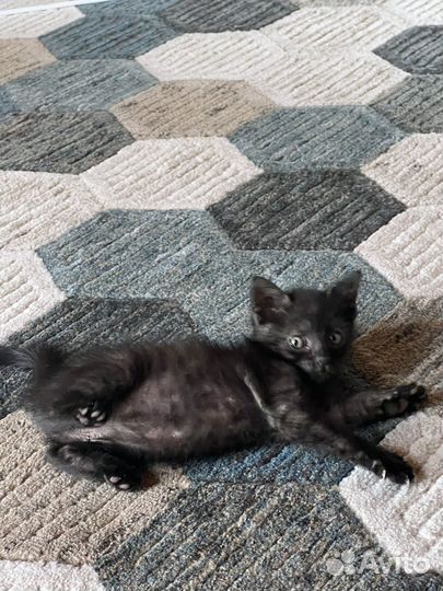 Котенок мальчик