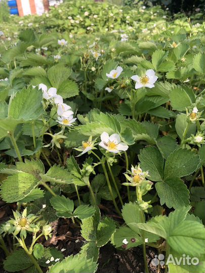 Рассада клубники Клери