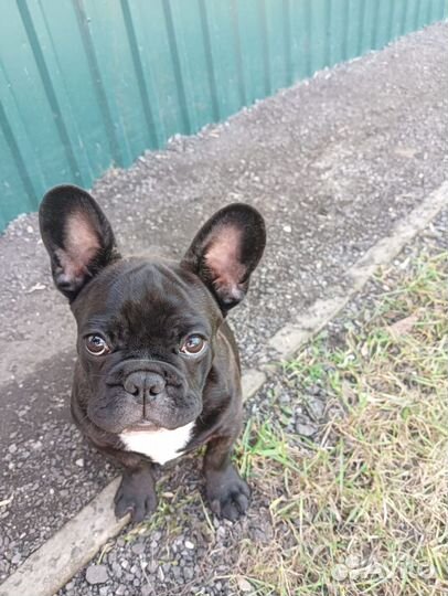 Продам щенок французского бульдога